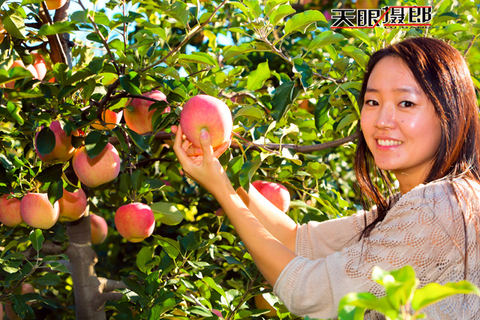 天眼聚焦】又逢苹果成熟时--资深摄影师天眼摄