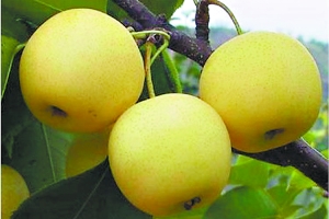 最便宜的梨_河北水晶梨鸭梨是河北梨果产地便宜的梨 梨