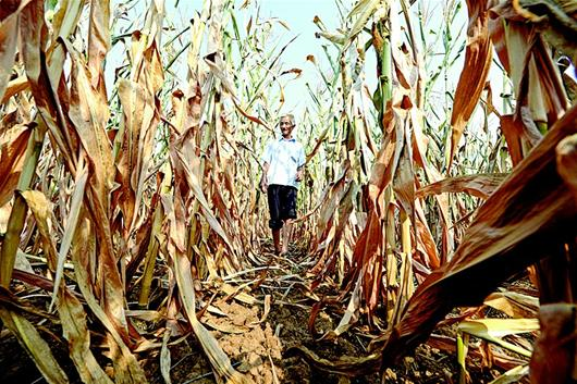 湖北13个市县达到特旱等级 受旱农田覆盖45个