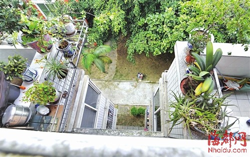 台风天小心头顶上的花盆 花盆砸伤人主人负全