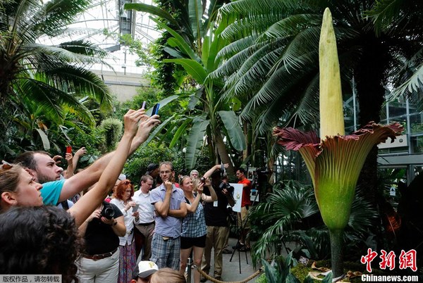 巨型“尸臭花”美国绽放 吸引游客竞相参观_财经_凤凰网