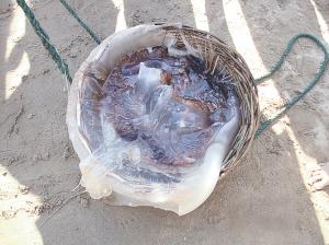 渤海湾正值海蜇盛行期 数量比往年多很多