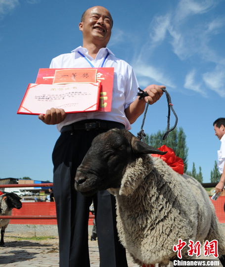 中国萨福克羊之乡办美羊羊选美大赛