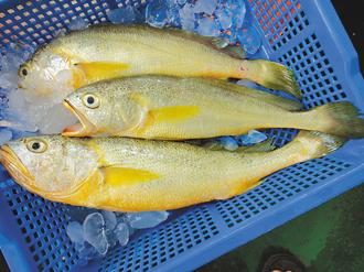 台湾嘉义野生黄鱼每公斤2000元成当地"鱼王"