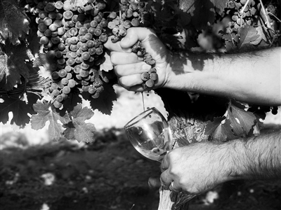 国产VS进口葡萄酒:酿造技术相同 葡萄种植落后
