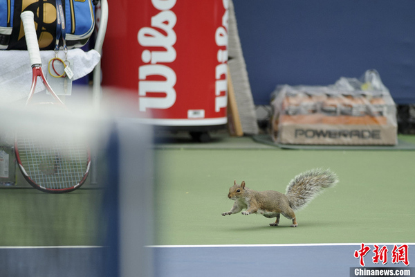 美国网球公开赛遇可爱松鼠乱入搅场