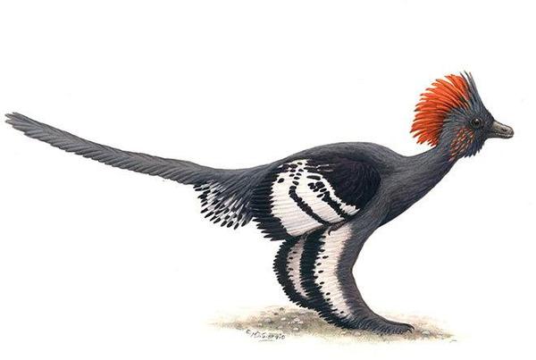 克龙弗兰德犬-赫氏近鸟龙(学名:Anchiornis huxleyi )是一种长有羽毛的小型恐龙,高清图片