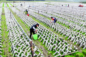 印江食用菌种植达5300万