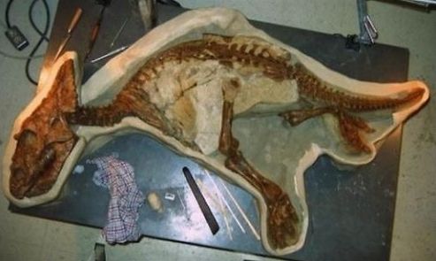 科学家发现恐龙宝宝化石 韩国网友:快复活!