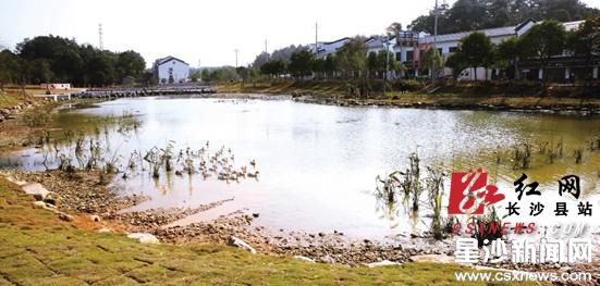 长沙县开慧镇两处人工湿地本月完工|湿地|生态