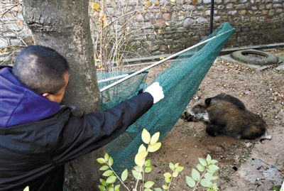 抓野猪|铁棍|野猪