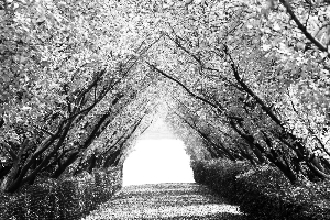 联动长三角旅行社箐箐庄园打造猕猴桃采摘首选