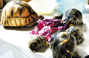 20年,100只,10多万!|乌龟|爸爸