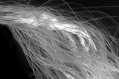 年度图片 透明大脑|通古斯|科学家