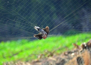 有人布下了近200米长,高达5米的捕鸟丝网,7只飞临稻田觅食的珠颈斑鸠