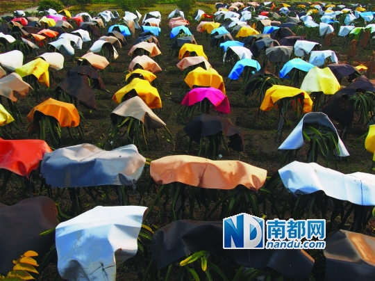 2013年12月21日,从化温泉镇桃莲村,火龙果树