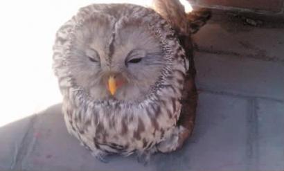 猫头鹰翅膀受伤 被市民救回|猫头鹰|受伤