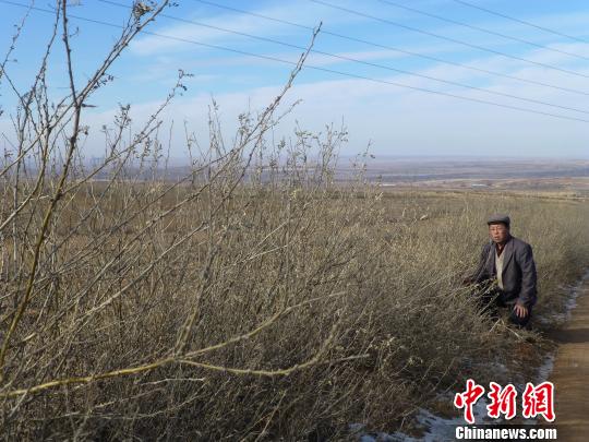 不当老师改种树 内蒙古男子用32年圆绿化家乡