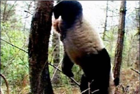 熊猫排便过程 dad36b9e-286f-4239-9827-7f8b452b4bcf.jpg