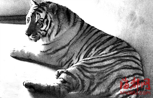 合肥动物园 游客砸伤东北虎屁股|东北虎|老虎