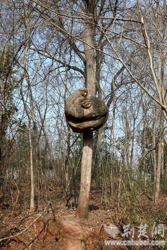 枸树长罕见大树瘤 形如一对相拥而眠猕猴(图)