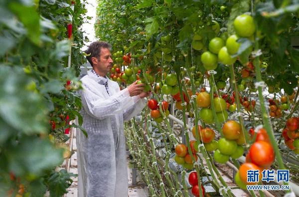 荷兰漂亮的温室大棚(组图)|农业|农业基地