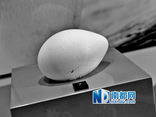 皇帝企鹅蛋。 南都讯 记者何薇 发自香港 踏遍南北两极,登上世界之巅珠穆朗玛峰,现年已71岁的香港极地探险家李乐诗近日终于梦想成真,在香港中文大学建立了香港首间气候变化博物馆,免费开放给公众。李乐诗近日在接受采访时表示,她希望用自己的亲身经历,唤起香港年轻人的环保热情,让到访的人从中了解人类活动对地球生态的影响,并进行反思。 作为全球首位踏足南北极及珠穆朗玛峰的女探险家、极地博物馆基金的创办人,李乐诗从1985年就一直四出奔走,前后18次探险南北两极,经常一去便是半年。20多年来,她目睹全球气候变化,立