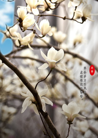 【石大长镜头】枝头岁岁著春风|校园|入学考试