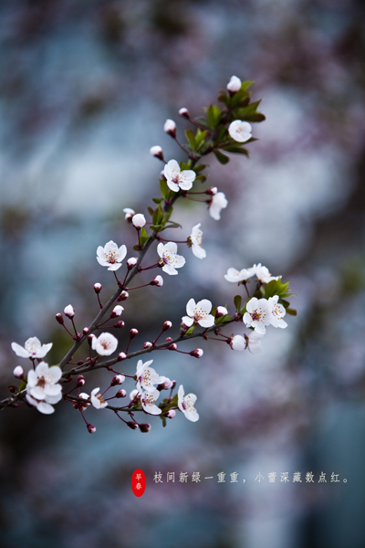 【石大长镜头】枝头岁岁著春风|校园|入学考试