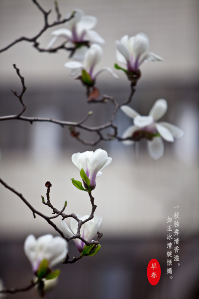 【石大长镜头】枝头岁岁著春风|校园|入学考试