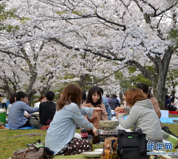 日本福冈樱花绽放|日本|吴谷丰