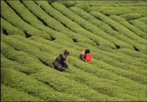 产自江西修水县的宁红红茶:引水浇活百年品牌