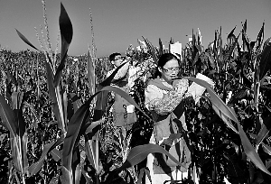 海南查出违法转基因试验作物|制种|农业