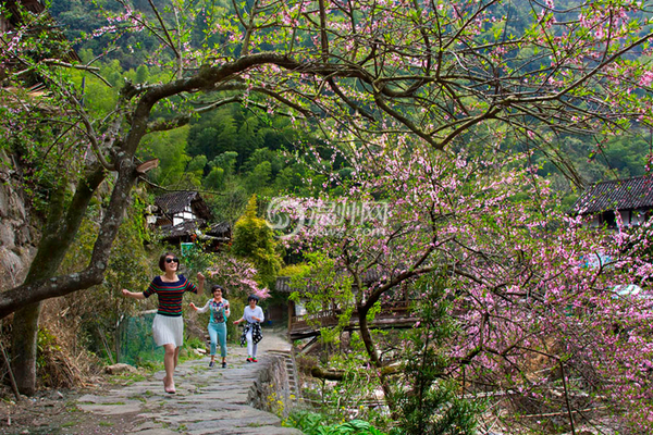 温州500万劳斯莱斯逆道被撞 维修费初估近百万