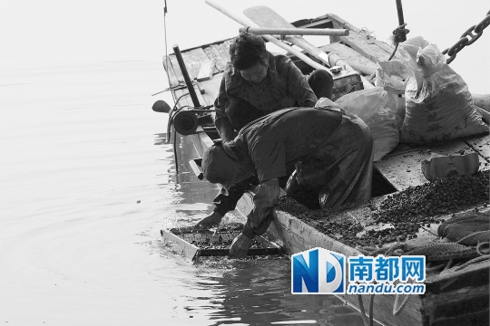 ←渔民弯腰在水中洗螺。