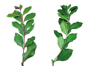 注意 这茶有毒!|阿拉伯|毒品