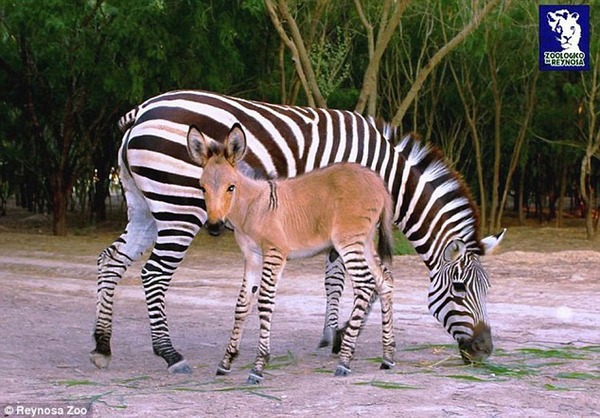 墨西哥动物园斑马与驴交配产下斑驴宝宝(图)|宝