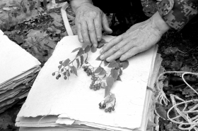 全国第四次中药资源普查，普查员根据植物生境情况，选择有花或有果能代表植物特征的完整植株采集3-5株，制成标本，集中压制。