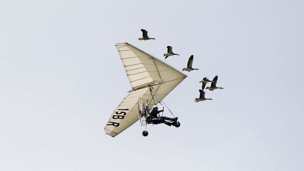法男子驾超轻飞机飞行，大雁群在旁“保驾护航”。（网页截图）
