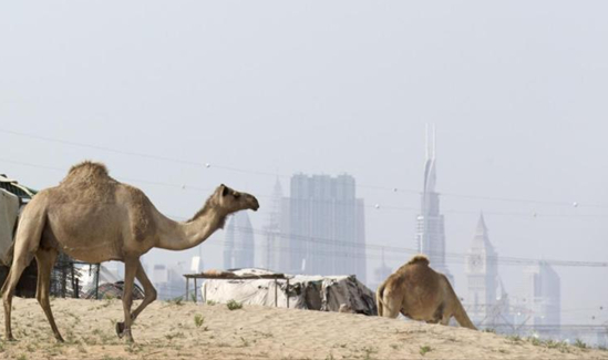 中东SARS或与骆驼有关  世卫组织发警告 民众存