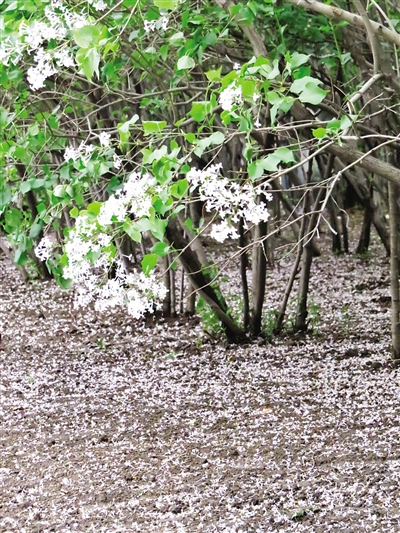 哈尔滨市天气湿冷街头丁香花大面积提前脱落|