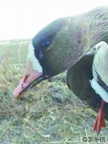 获救大雁流下眼泪 资料图片