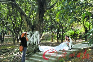 有市民在大夫山森林公园拍摄婚纱照。(资料图片）记者黎旭阳 摄