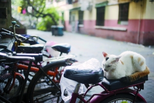 昨日在晓园北路，雨后，自行车坐垫上有着清晰可见的水珠，阳光忽然出来“接力”，猫咪在旁边安静地歇息。　　信息时报记者　　徐敏 摄