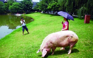 汶川地震"猪坚强"已7岁:重300斤 每天吃饭睡觉散步