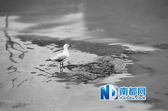 追踪红色幽灵赤潮|赤潮|南海