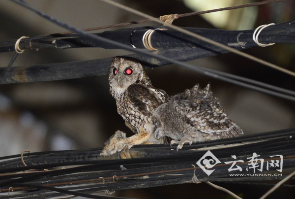 两只猫头鹰站在小区的电缆线上 记者 刘筱庆 摄