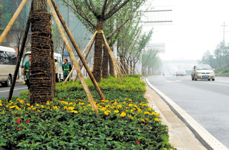 湘府西路林荫大道建设总绿地面积达2.5公顷，栽植乔木4187株，人行道原有的法国梧桐已更换为银杏。