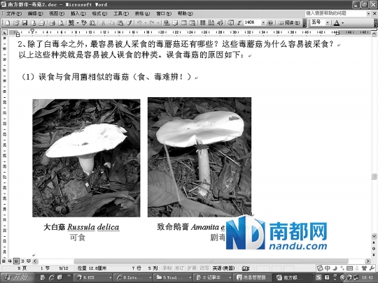 ●可食用的大白菇，致命白毒伞与其外表相似。