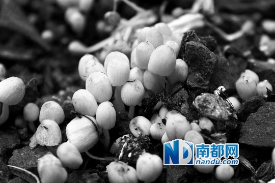 ●晶粒鬼伞，误食后如果同时饮酒会引起酒醉型中毒。